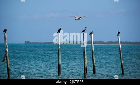 Une photo sélective de mouettes assises sur des pôles sortant de la mer bleue, idéale pour les arrière-plans Banque D'Images