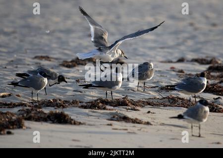 Un gros plan de magnifiques oiseaux de mouettes sur la plage Banque D'Images