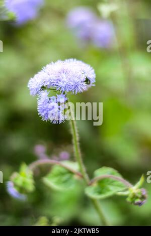 A selective focus shot of a blue Ageratum in the garden Banque D'Images