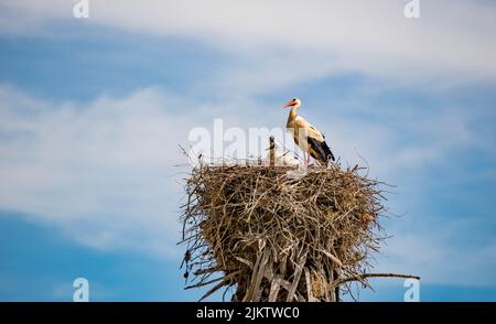 White storks in the nest against the cloudy sky Stock Photo