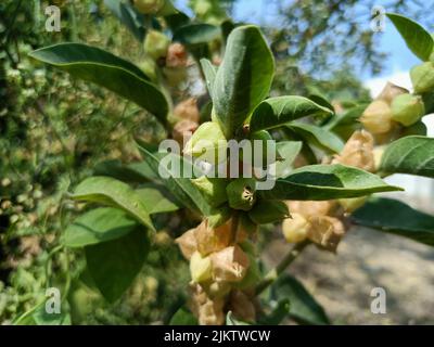 Withania somnifera plante verte ou ashwagandha plante ou cerise d'hiver ou ginseng indien plan Banque D'Images