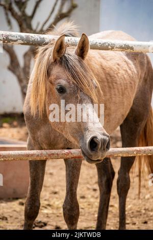 Gros plan d'un cheval arabe beige, sa tête entre des clôtures en bois dans la ferme Banque D'Images