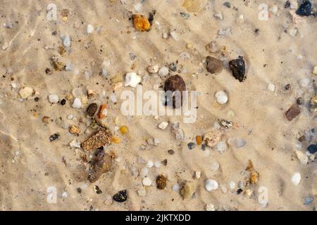 Coquillages sur une plage, sous-marin maritime fond, vue à travers l'eau claire. Banque D'Images