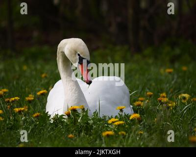 A beautiful mute swan (Cygnus olor) in a field of yellow flowers Banque D'Images