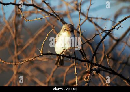 A portrait view of a swamp alseonax (Muscicapa aquatica) perching on a tree branch with blurred background Banque D'Images