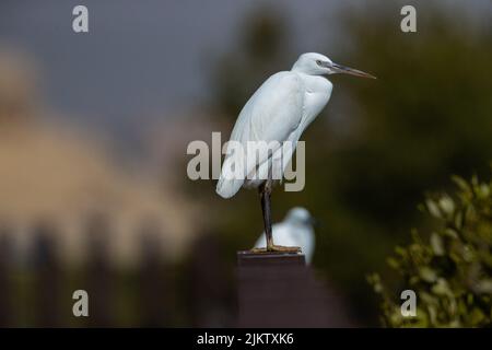 A little egret perched on a railing on a blurred green background Stock Photo