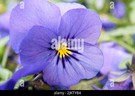 A close-up shot of a purple Wild pansy grown in the garden in spring Banque D'Images