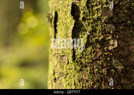 A macro focus shot of mosses covering tree bark in bright sunlight with blurred green background Banque D'Images