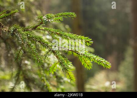 A selective focus shot of fir tree leaves in the forest on a sunny day with blurred background Banque D'Images