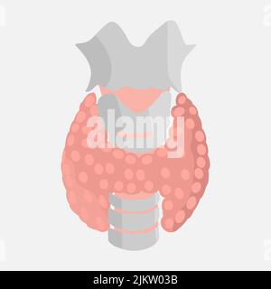 Icône de la glande thyroïde sur fond blanc. Illustration de Vecteur