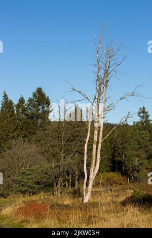 A vertical shot of big leafless tree among green leafed trees in the field against blue sky in bright sunlight Stock Photo