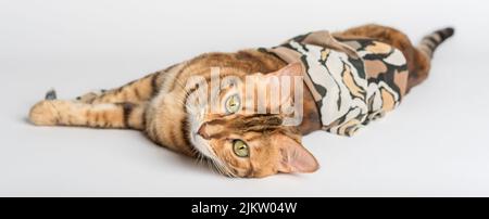 Chat bengale couché sur fond blanc dans le studio. Banque D'Images