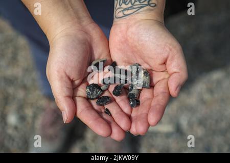 A hiker displays a handful of obsidian rock found on a hike near Calfornia's Eastern Sierra. Stock Photo