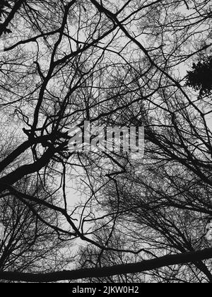 A grayscale low angle shot of leafless twigs and branches of the trees in the park during daytime Stock Photo