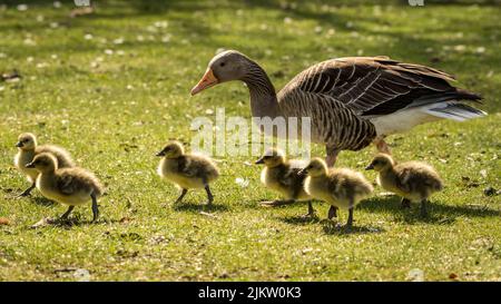 A greylag goose with small yellow fluffy goslings walking on a grass Stock Photo