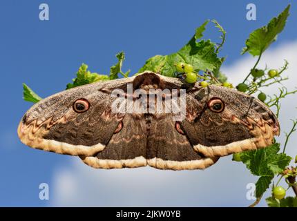 La paon géante ou la grande paon, la papillon de l'empereur géante ou l'empereur viennois (Saturnia pyri) reposant sur une branche de cassis Banque D'Images