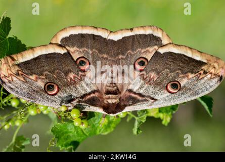 La paon géante ou grande paon, la papillon de l'empereur géante ou l'empereur viennois (Saturnia pyri) avec de grands œilletons semblables à des hiboux sur les quatre ailes Banque D'Images