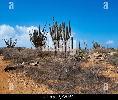 Holidaying in Aruba.  Tall cactus against the brilliant blue sky, with a foreground of dried desert shrubs growing in the sandy soil. Stock Photo