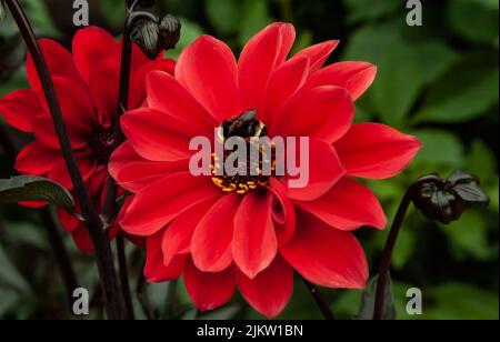 A selective focus shot of a bumblebee collecting pollen from red dahlia Stock Photo