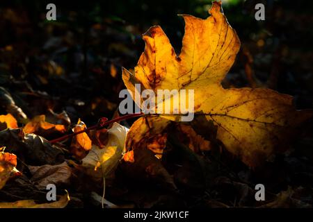 A close-up shot of a yellowish dry leaf fallen on the ground in the forest in autumn Banque D'Images