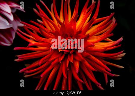 A closeup shot of red dahlia on black background Banque D'Images