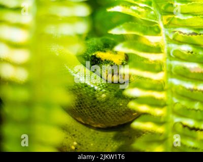 A selective focus shot of a cute green tree python curled up in a ball with leaves in the foreground Stock Photo