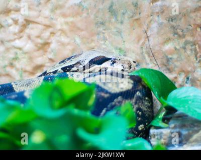 Un gros plan d'un constricteur de Boa s'est enroulé dans une balle entourée de feuilles vertes vibrantes Banque D'Images