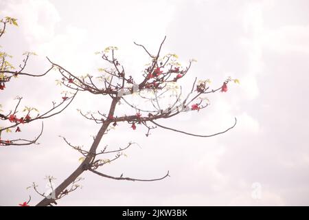 A low angle shot of a small leafless tree with small red flowers against cloudy sky Stock Photo