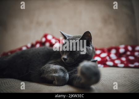 Un gros plan d'un joli chat bleu russe dormant sur un canapé Banque D'Images