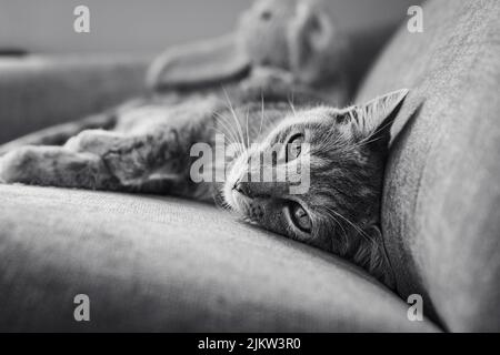 A greyscale shot of a cute kitten laying on a couch Stock Photo