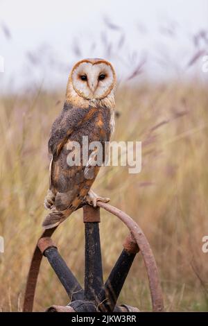 Un beau portrait de la chouette de la grange (Tyto alba) perchée sur une ancienne roue de ferme rouillée au milieu de la prairie avec de l'herbe sèche en arrière-plan. Banque D'Images