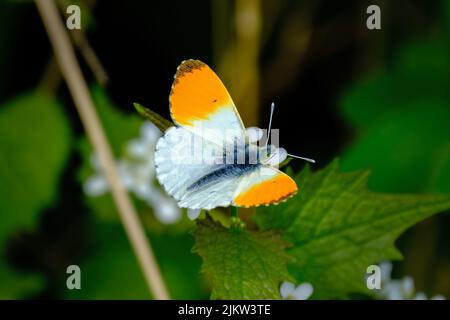 A closeup of an orange tip (Anthocharis cardamines) on a leaf Stock Photo