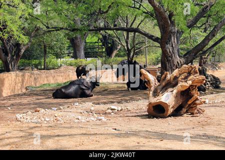 A scenic view of black bulls in a zoo lying down on the ground Stock Photo