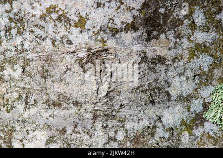 A close-up with the bark of a beech tree Stock Photo