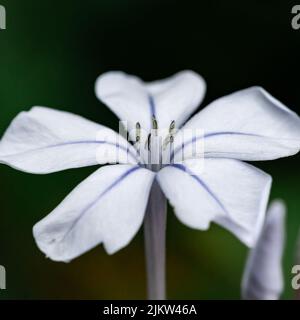 A closeup shot of a white plumbago auriculata Stock Photo