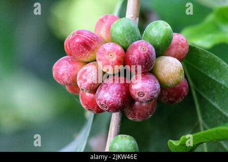 Gros plan de cerises de café colorées sur un arrière-plan flou Banque D'Images