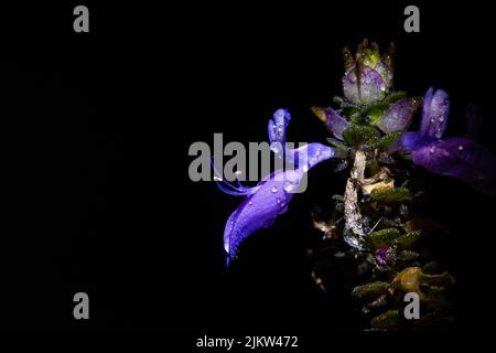 A closeup shot of a coleus barbatus on a black background Stock Photo