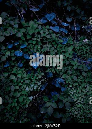 Si vous aimez vraiment la nature, vous trouverez la beauté partout Banque D'Images