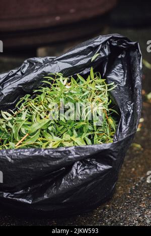 Pinceau de citron, Aloysia citronnora, récolte de plantes de verveine de citron, à l'extérieur, dans un sac à ordures noir Banque D'Images