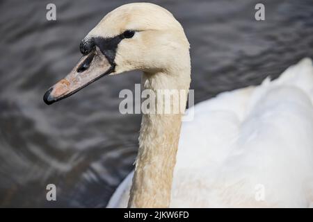 Gros plan d'un cygne blanc nageant dans le lac Banque D'Images