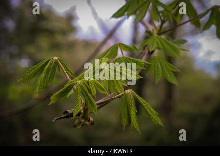 Un gros plan de feuilles vertes poussant sur une branche d'un arbre de châtaigne de cheval (Aesculus) Banque D'Images