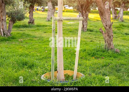 Un petit arbre avec des bâtons de soutien dans un parc de la ville. Aider écologie et environnement ou concept de jardinage Banque D'Images