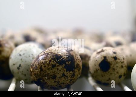 Gros plan d'œufs de caille nutritifs tachetés, source naturelle de vitamines et de minéraux, sur une surface en bois rustique Banque D'Images