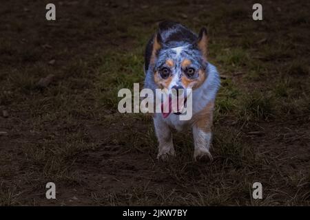 A TRI COLORED CORGI STARING INTO THE CAMERA AS IT RUNS ACROSS A MUDDY FIELD WITH ITS MOUTH OPEN AND TOUNGE OUT WITH A FADED AND SUBDUDED BACKGROUND Stock Photo