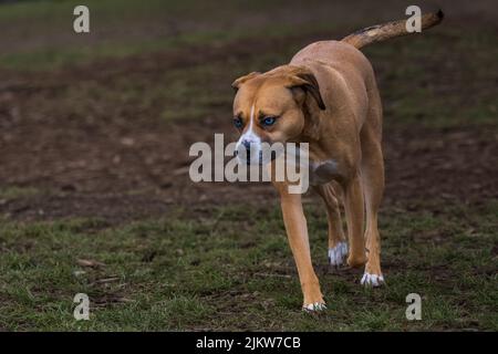 UN CHIEN DE RACE TAN ET BLANC MÉLANGÉ AVEC DES YEUX BLANCS SE PROMENER DANS UNE ZONE HORS-LAISSE DE MARYMOOR PARK À REDMOND WASHINGTON. Banque D'Images