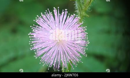 A closeup shot of a Mimosa pudica or an Indonesian putri malu Banque D'Images