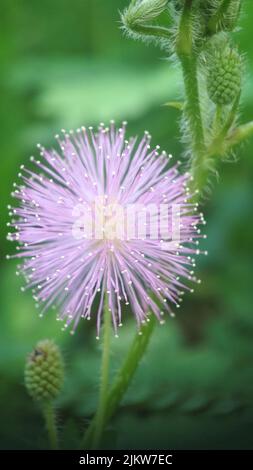 Putri malu atau Mimosa pudica adalah perdu pendek anggota suku polong-polongan yang mudah dikenal karena daun-daunnya yang dapat secara cepat menutup. Banque D'Images