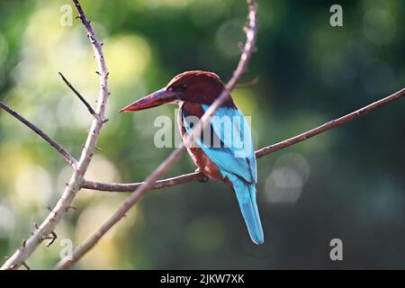 Gros plan d'un kingfisher à gorge blanche qui perche sur une branche d'arbre sur un arrière-plan flou Banque D'Images