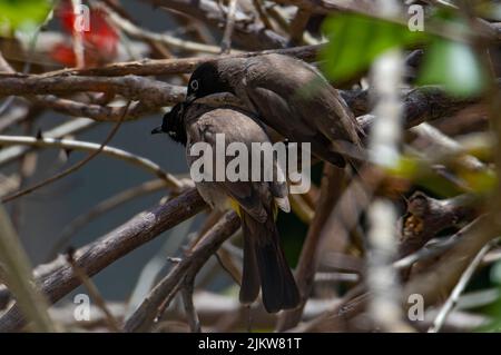 A couple of yellow-tailed bulbul birds perching on a tree branch against a blurred background Stock Photo