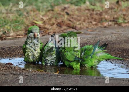 A flock of monk parakeets taking a bath in a puddle of water on the ground Banque D'Images